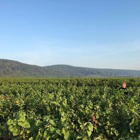 Alter Winzerhof E.k. Gæstehus Weisenheim am Berg