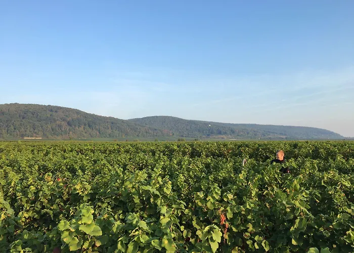 Maison d'hôtes Alter Winzerhof E.k.